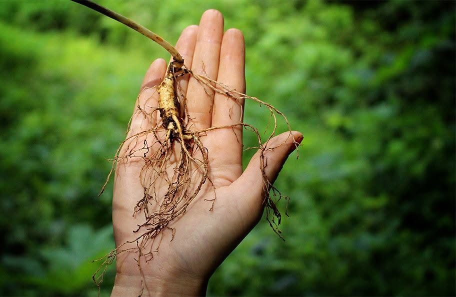 Chuẩn bị vùng rừng trồng sâm