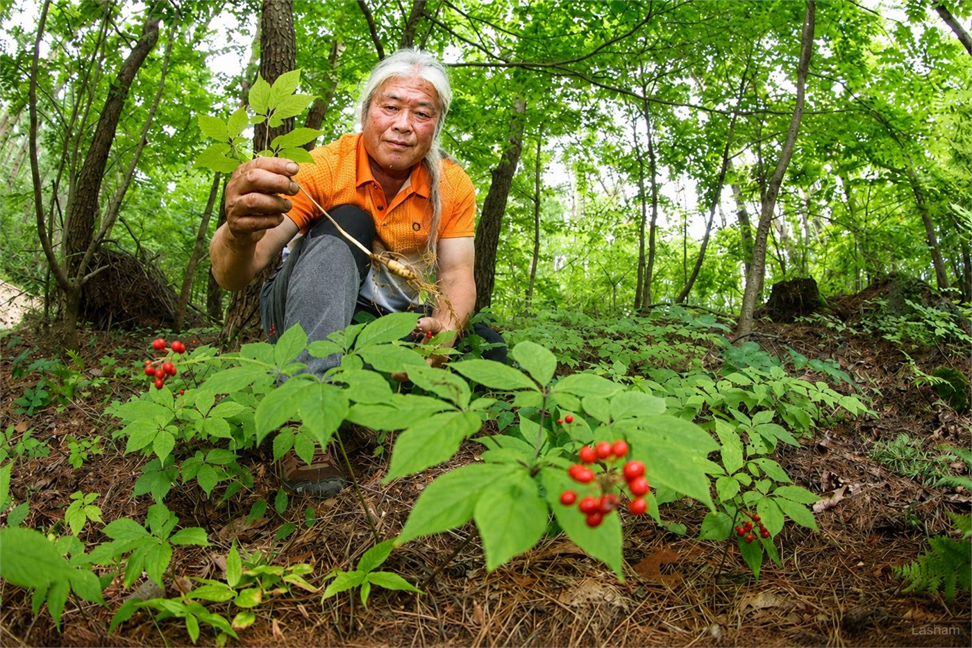 Nông phu nhổ sâm trên núi