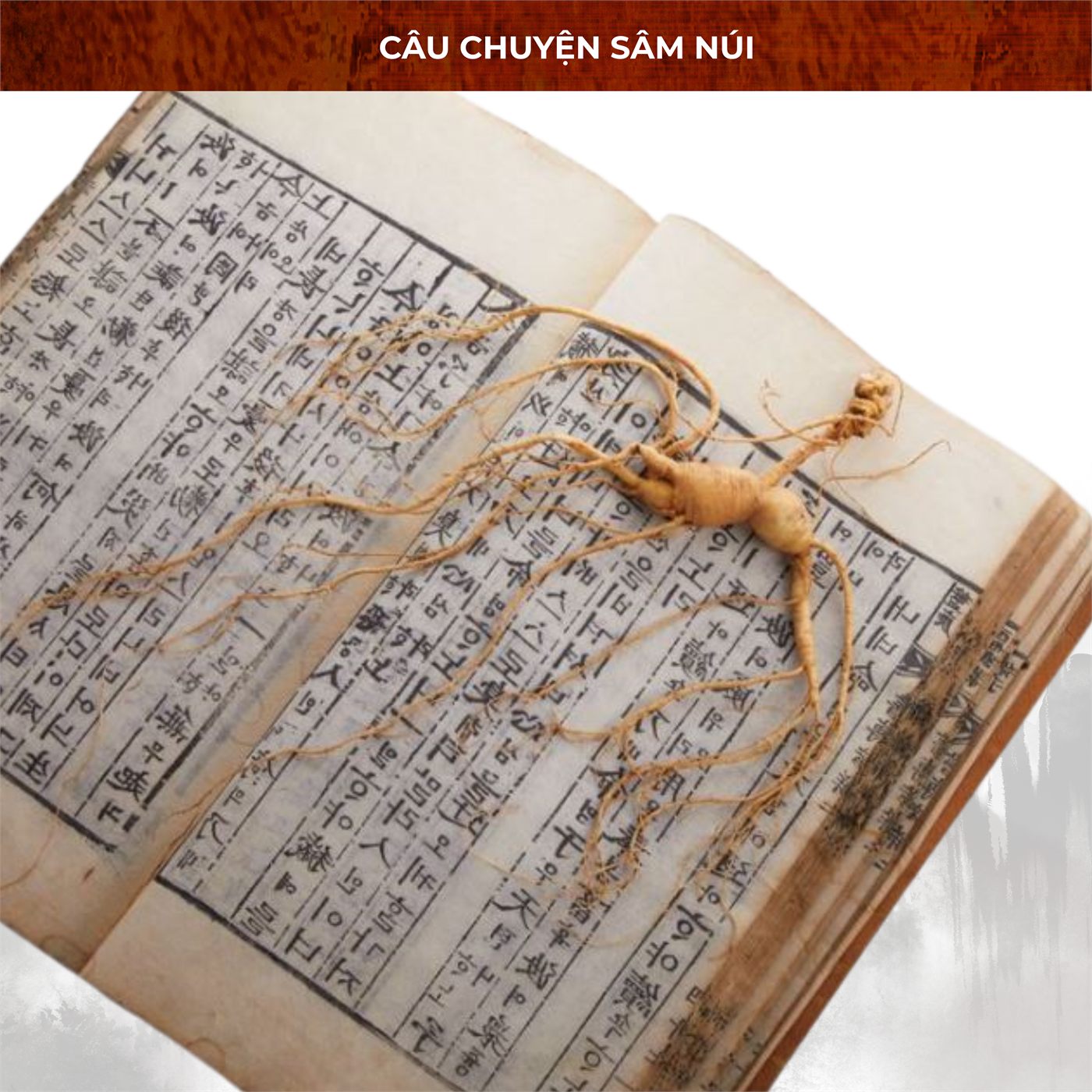 Sách cổ ghi chép về sâm núi Hàn Quốc