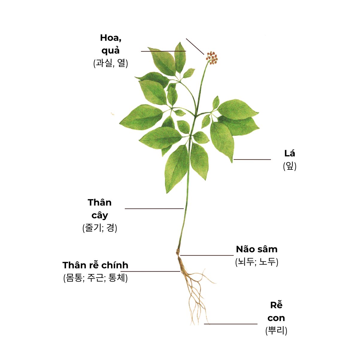 Cấu tạo cây sâm núi: hoa quả, lá, thân, não sâm, rễ